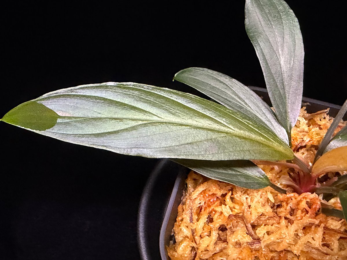 Homalomena sp. “濡烏” Riau sumatera【LA0518-02】LA便