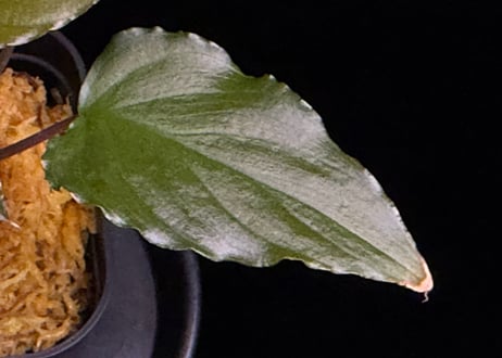 Homalomena sp from Lahat 【AZ1123-1】AZ便