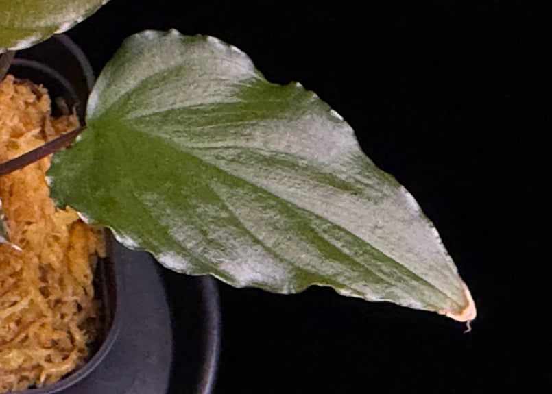 Homalomena sp from Lahat 【AZ1123-1】AZ便 | 369の杜(