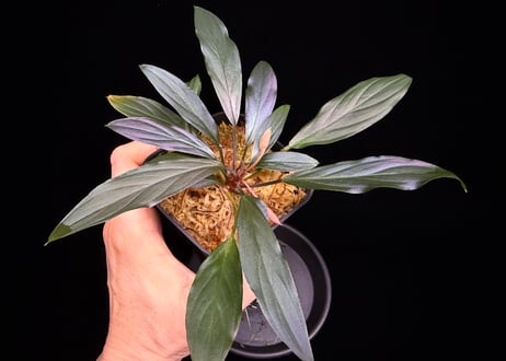 Homalomena sp. “濡烏” Riau sumatera【LA0518-02】LA便