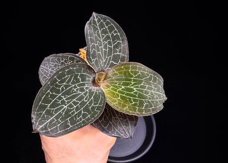 Anoectochilus Silver silkアネクトキルス シルバーシルク