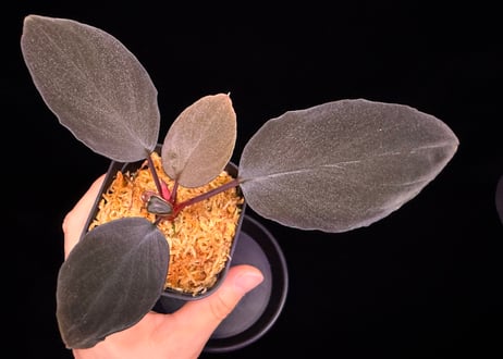 Homalomena sp "Sunshine "B.NN from Sibolga timur [AZ1223-2] AZ便