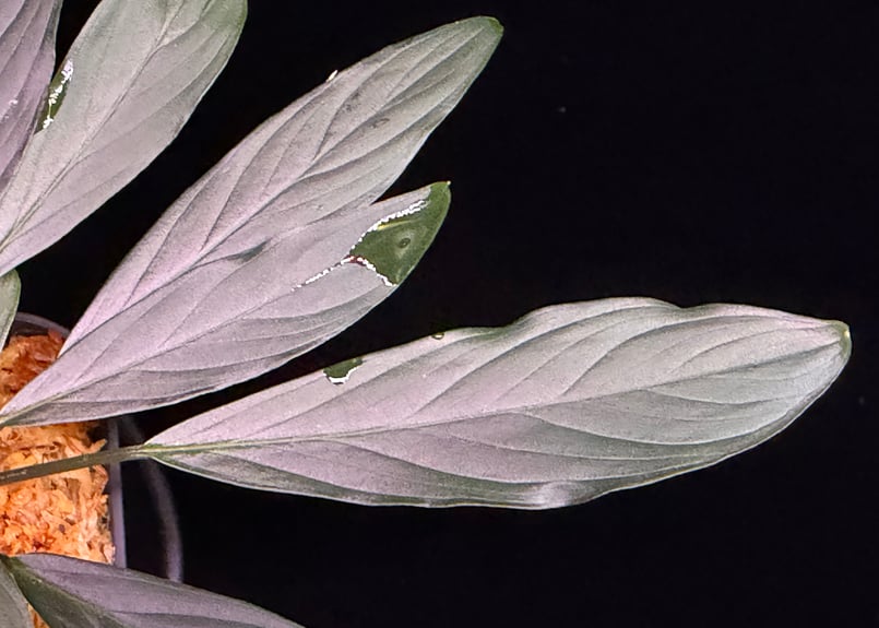 Homalomena sp. “濡烏” Riau sumatera【LA0518-02】LA便