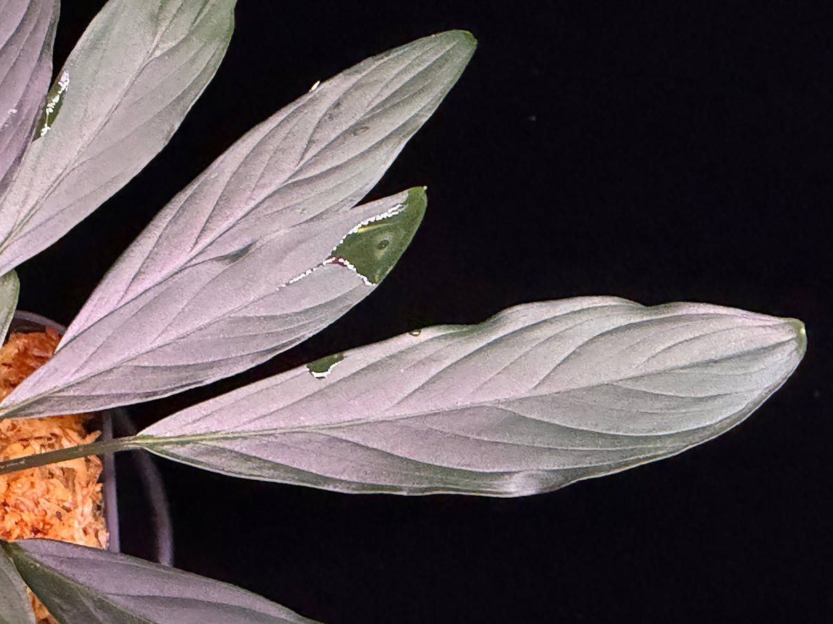 Homalomena sp. “濡烏” Riau sumatera【LA0518-02】LA便