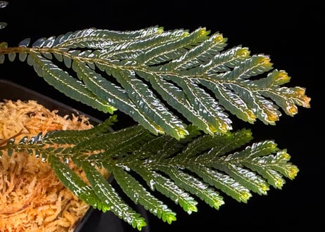 Selaginella sp. Ketapang Kal-bar T-04-0526　TZ便