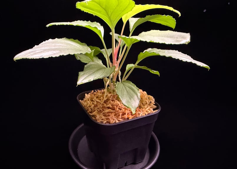 Homalomena sp. Bengkulu Sumatra T-140523 Di bel