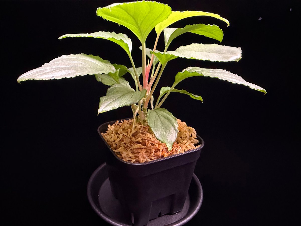Homalomena sp. Bengkulu Sumatra T-140523 Di bel