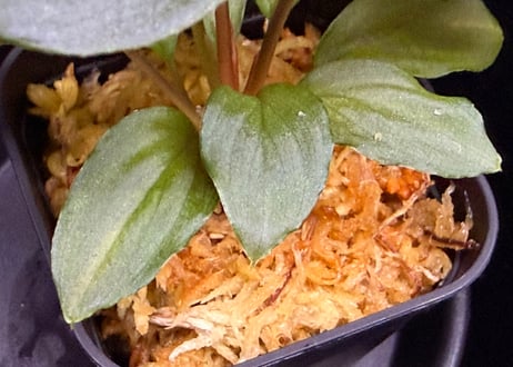 第一弾　Homalomena Hybrid【M0324-f1】