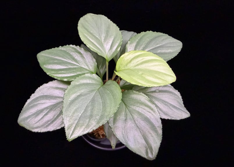 Homalomena sp. Bengkulu Sumatra T-140523 Di bel