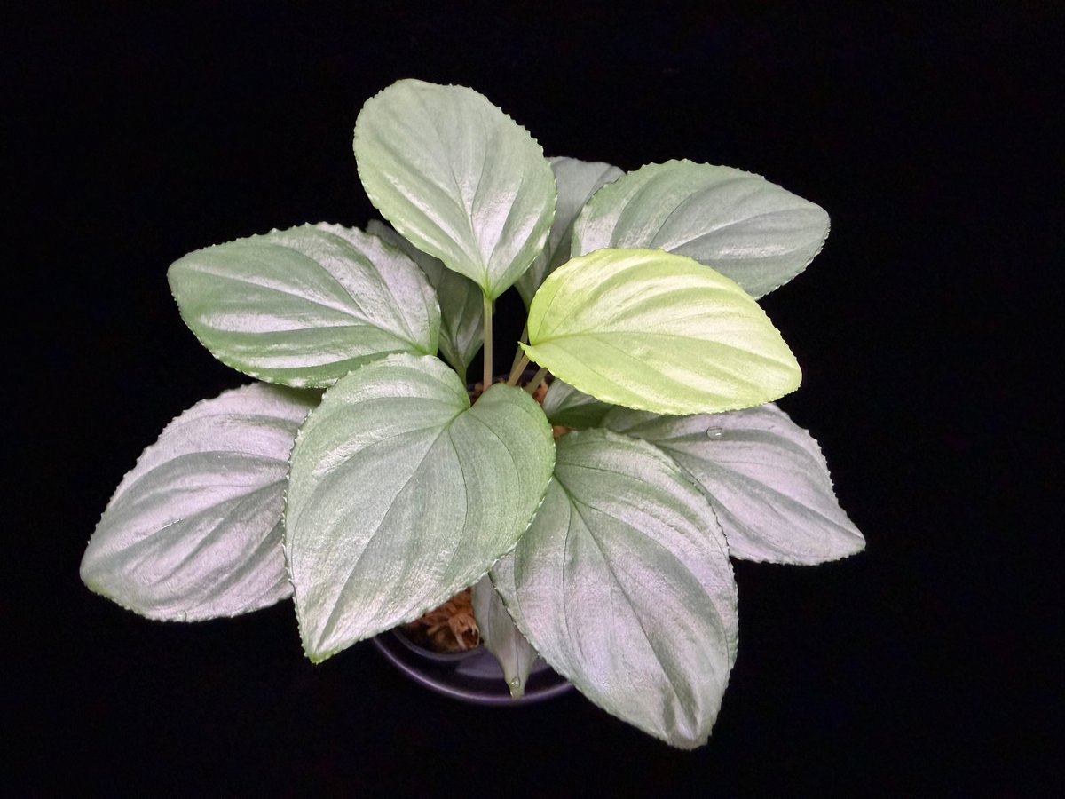 Homalomena sp. Bengkulu Sumatra T-140523 Di bel