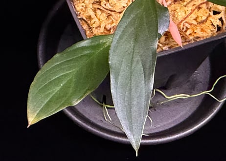 Homalomena sp. “濡烏” Riau sumatera【LA0518-02】LA便