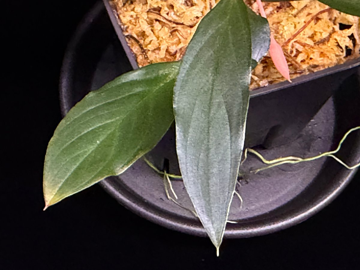 Homalomena sp. “濡烏” Riau sumatera【LA0518-02】LA便