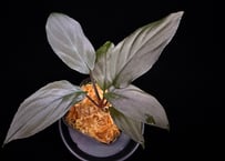 Homalomena sp. 黒錦　Sumatera Utara【ZOE0225-2p】トイ吉便