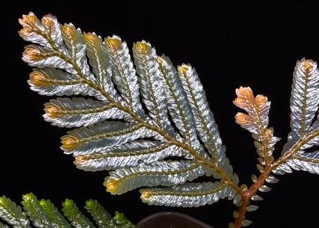 Selaginella sp. Ketapang Kal-bar T-04-0526　TZ便