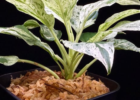 Homalomena sp. 'Variegata' "斑雪" Sumatra Selatan T-180323 TZ便