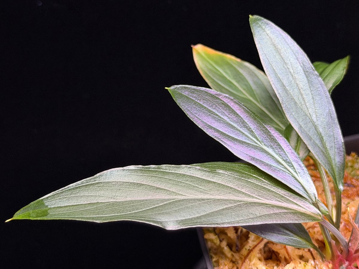 Homalomena sp. “濡烏” Riau sumatera【LA0518-02】LA便