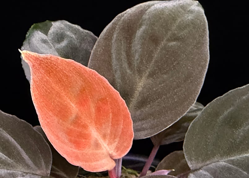 Homalomena sp 