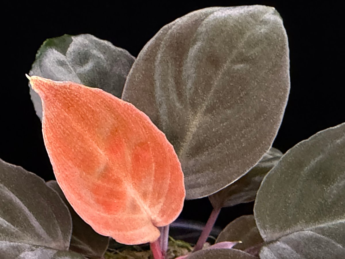 Homalomena sp 