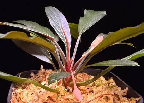 Homalomena sp. “濡烏” Riau sumatera【LA0518-02】LA便
