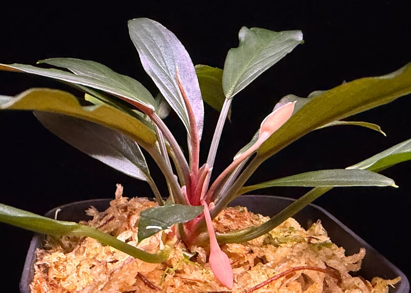 Homalomena sp. “濡烏” Riau sumatera【LA0518-02】LA便