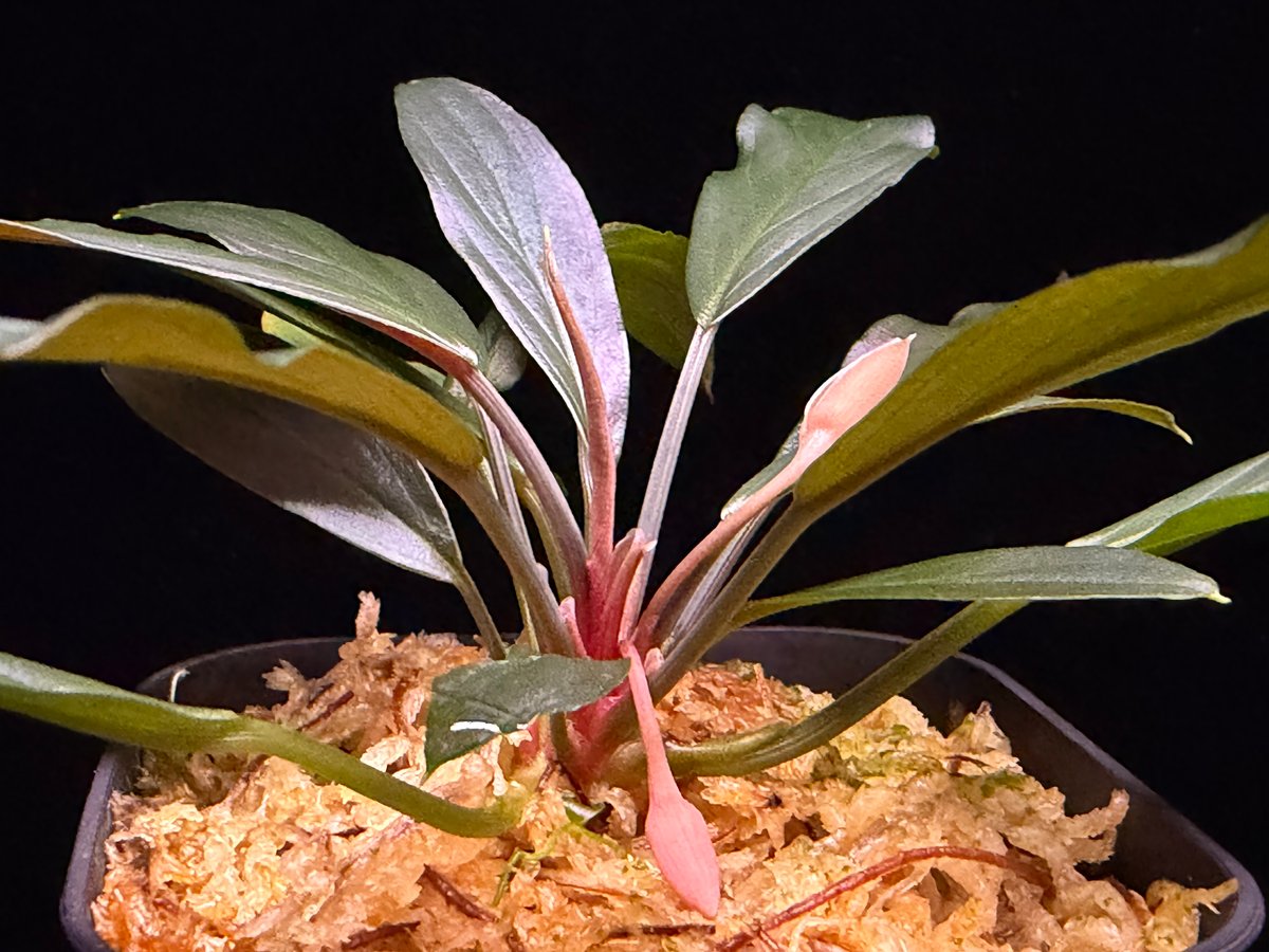 Homalomena sp. “濡烏” Riau sumatera【LA0518-02】LA便