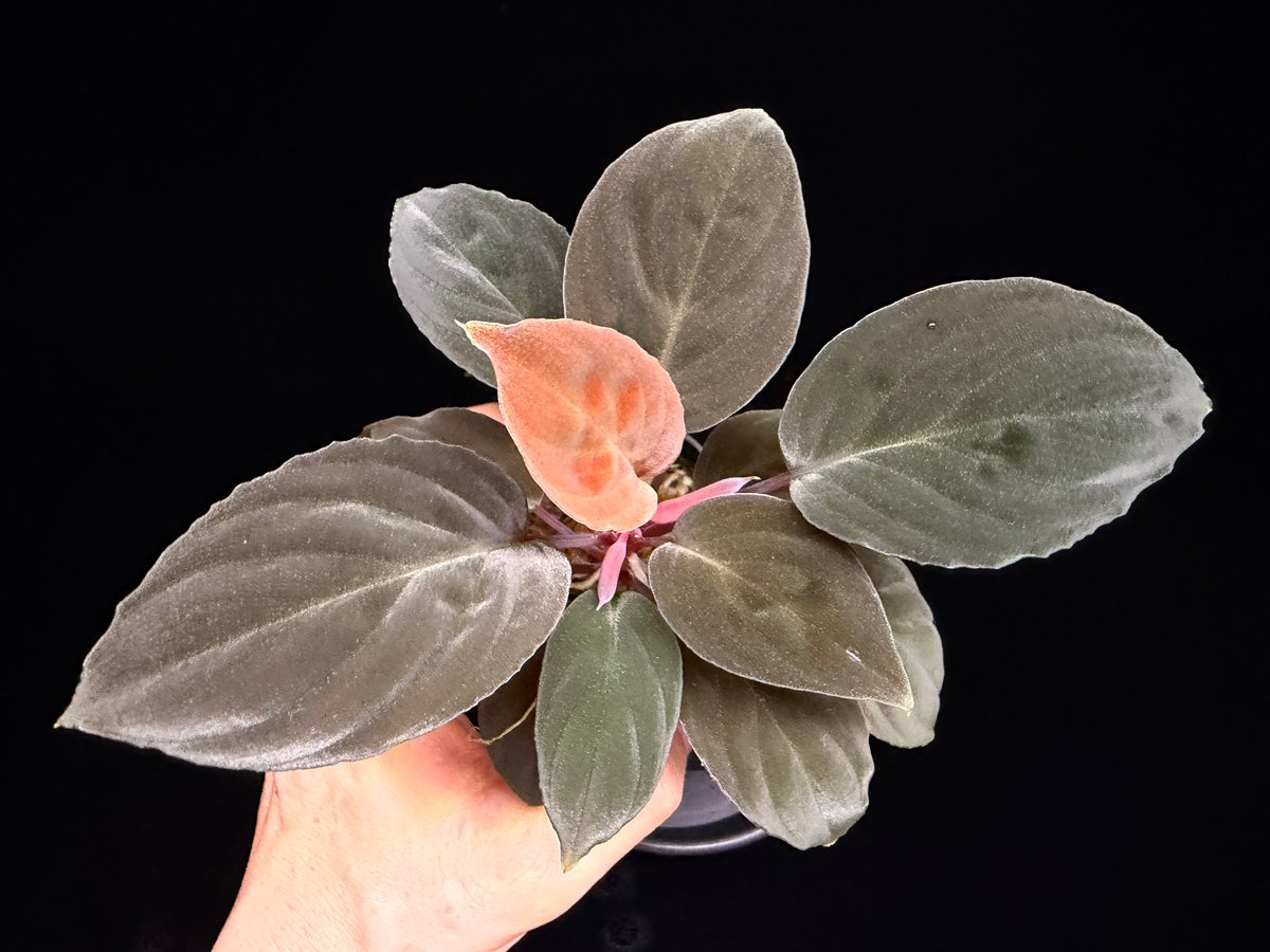 Homalomena sp 