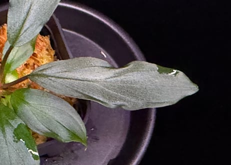 第三弾　Homalomena Hybrid【M0125-f1】