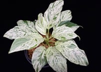 Homalomena sp. 'Variegata' "斑雪" Sumatra Selatan T-180323 TZ便