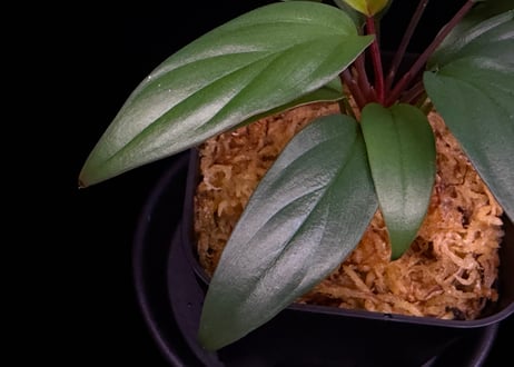 Homalomena sp. Pulau Beltung T-180723  TZ便