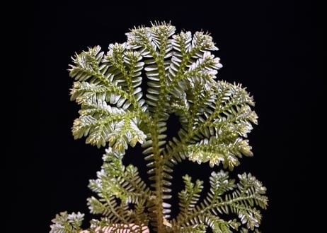 Selaginella sp. Ketapang Black Kal-bar T-04-0526　TZ便