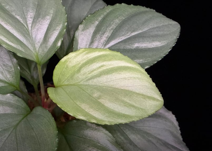 Homalomena sp. Bengkulu Sumatra T-140523 Di bel