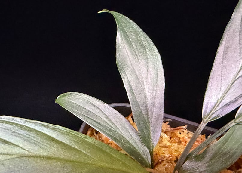 Homalomena sp. “濡烏” Riau sumatera【LA0518-02】LA便