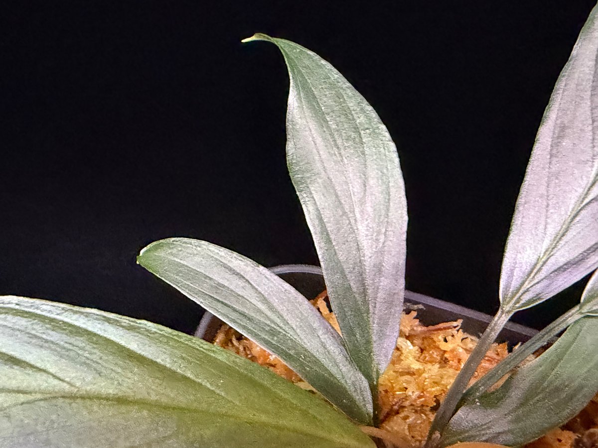 Homalomena sp. “濡烏” Riau sumatera【LA0518-02】LA便