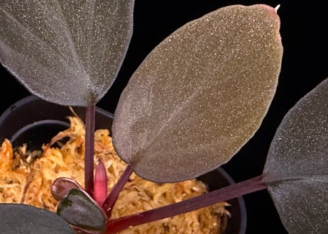 Homalomena sp "Sunshine "B.NN from Sibolga timur [AZ1223-2] AZ便