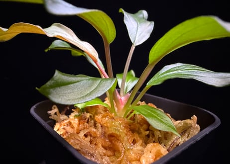 第三弾　Homalomena Hybrid【M0125-f1】