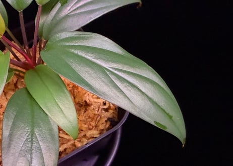 Homalomena sp. Pulau Beltung T-180723  TZ便