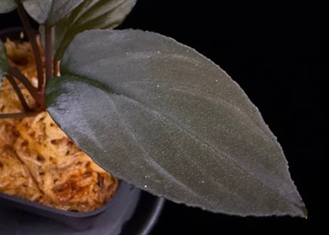 Homalomena sp. 黒錦　Sumatera Utara【ZOE0225-2p】トイ吉便