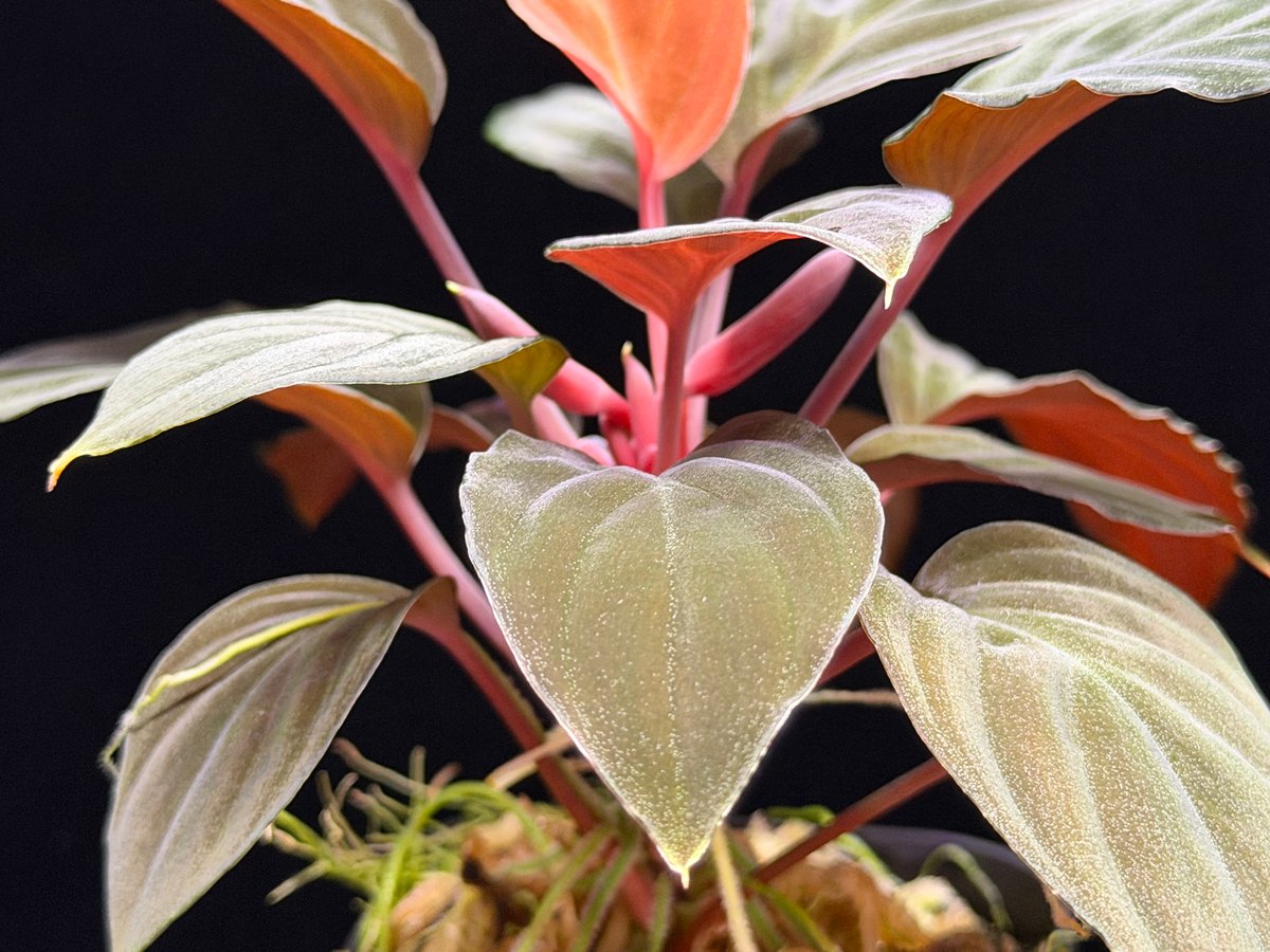 Homalomena sp 