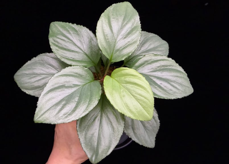 Homalomena sp. Bengkulu Sumatra T-140523 Di bel