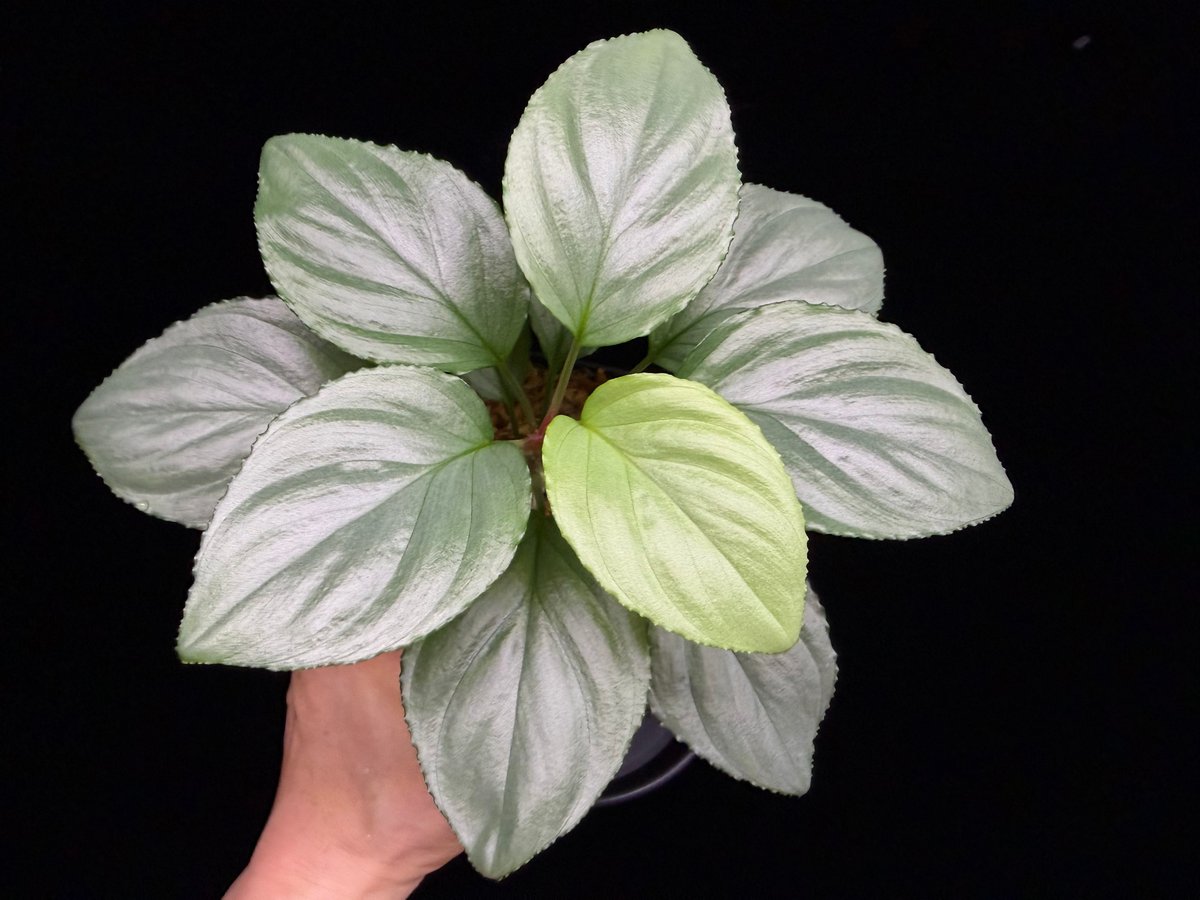 Homalomena sp.Sumatera Utara LA0722 タグ付き Homalomena sp. Bengkulu Sumatra T-140523 Di bel