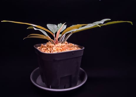 Homalomena sp. “濡烏” Riau sumatera【LA0518-02】LA便