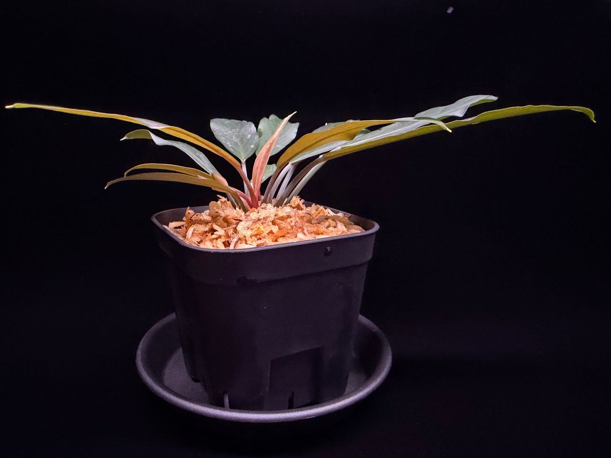 Homalomena sp. “濡烏” Riau sumatera【LA0518-02】LA便