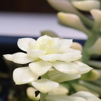 ピンクプリティ錦 真っ白個体