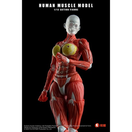 模型・プラモデル 【人体模型】KIKKERLAND 3D MUSCLE MAN