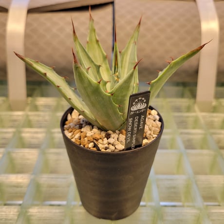 AGAVE DESERTI SIMPLEX SNOW DEVIL
