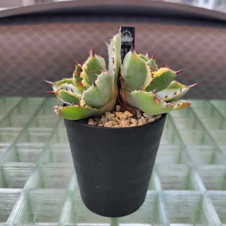 AGAVE ISTHMENSIS 甲蟹錦