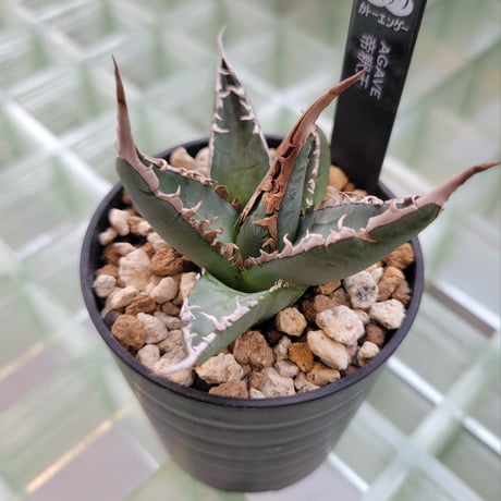 AGAVE 帝釈天