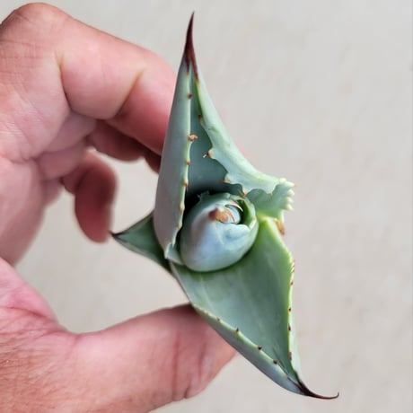 AGAVE OVATIFOLIA VARIEGATA凸凹