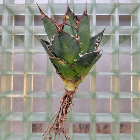 AGAVE FO-076 BIG SPINE