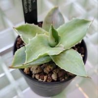 AGAVE OVATIFOLIA VARIEGATA(霜降り)